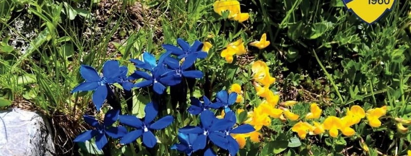 Sommerferien Blumen blau gelb